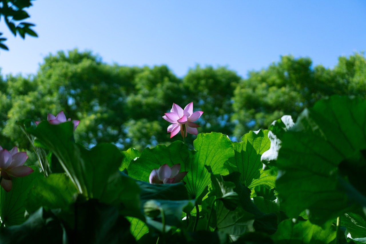 霜降时节如何防范疾病 专家支招防病养生