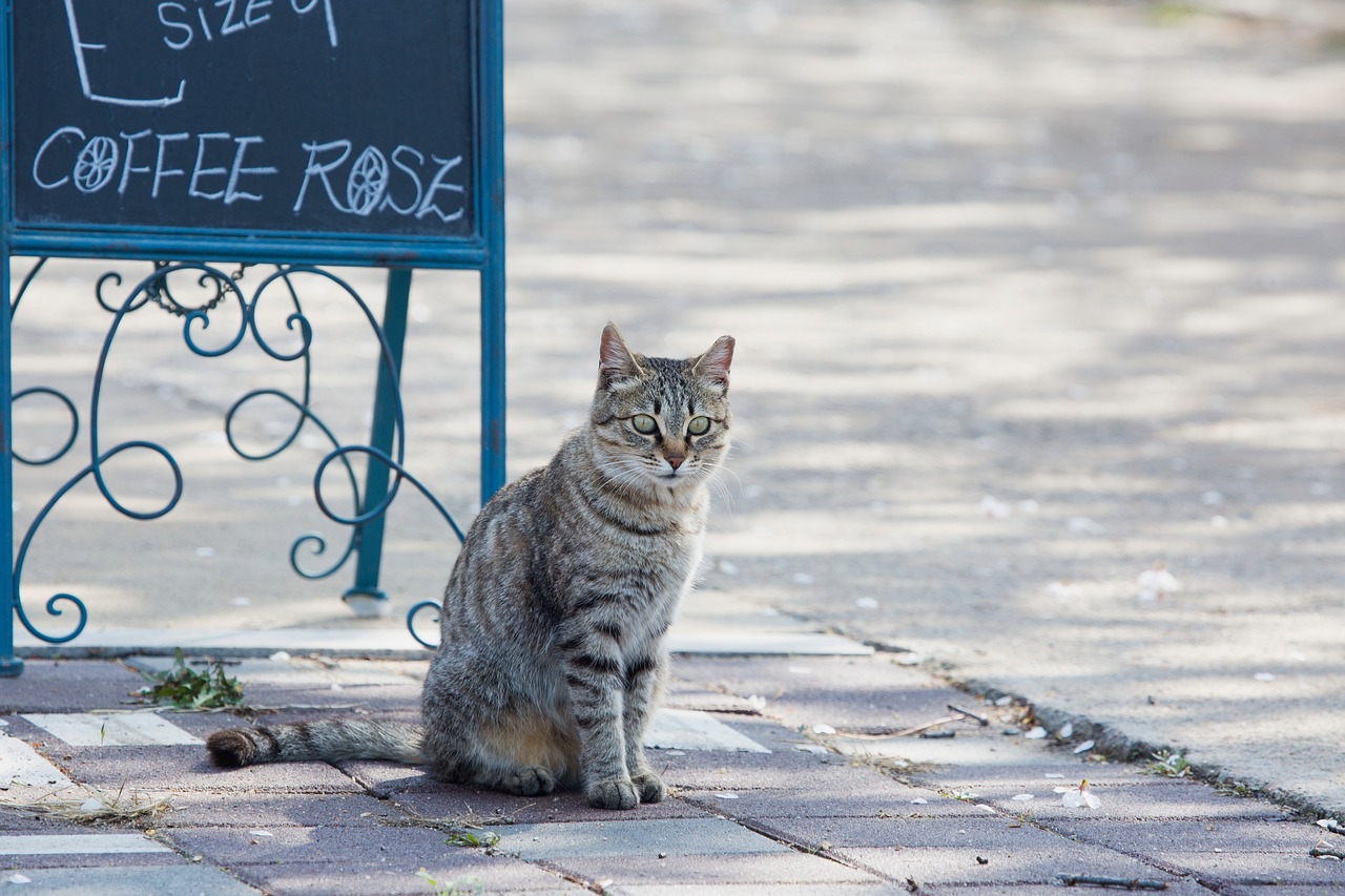 东北小镇的猫冬模式——博主实拍纪实